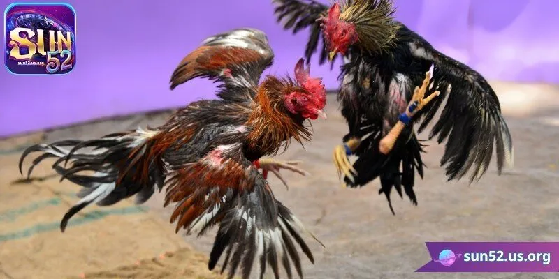 3 cửa cược tại game đá gà Sun52