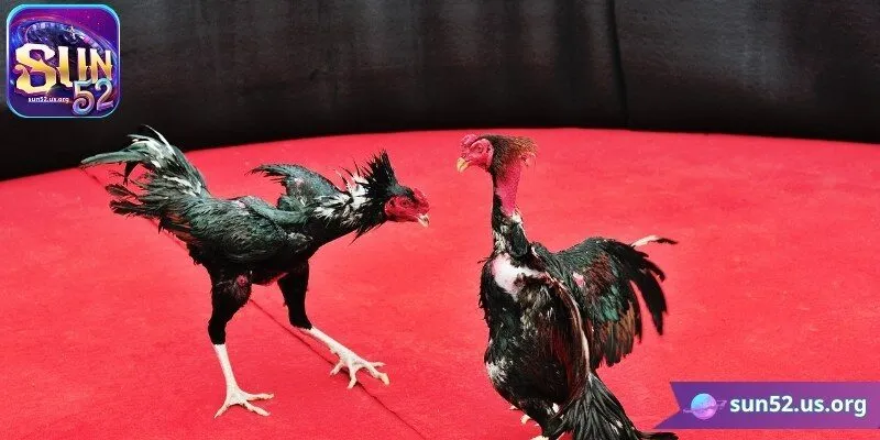 Giới thiệu đôi nét về đá gà Sun52