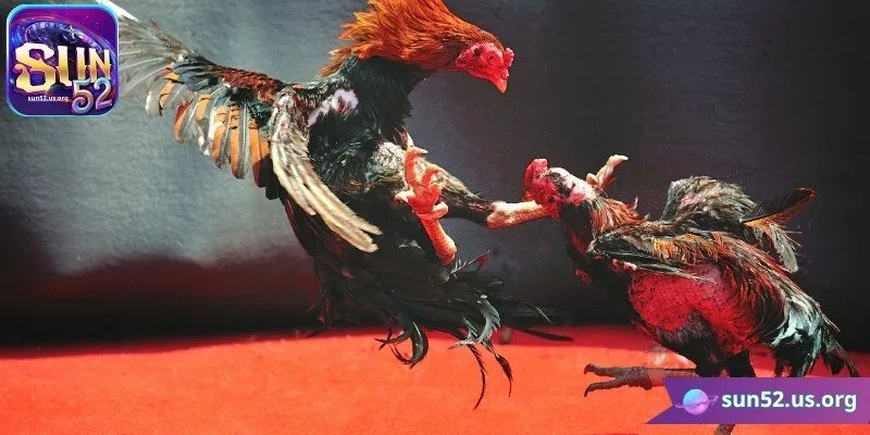 Lý do nên lựa chọn tham gia đá gà Sun52